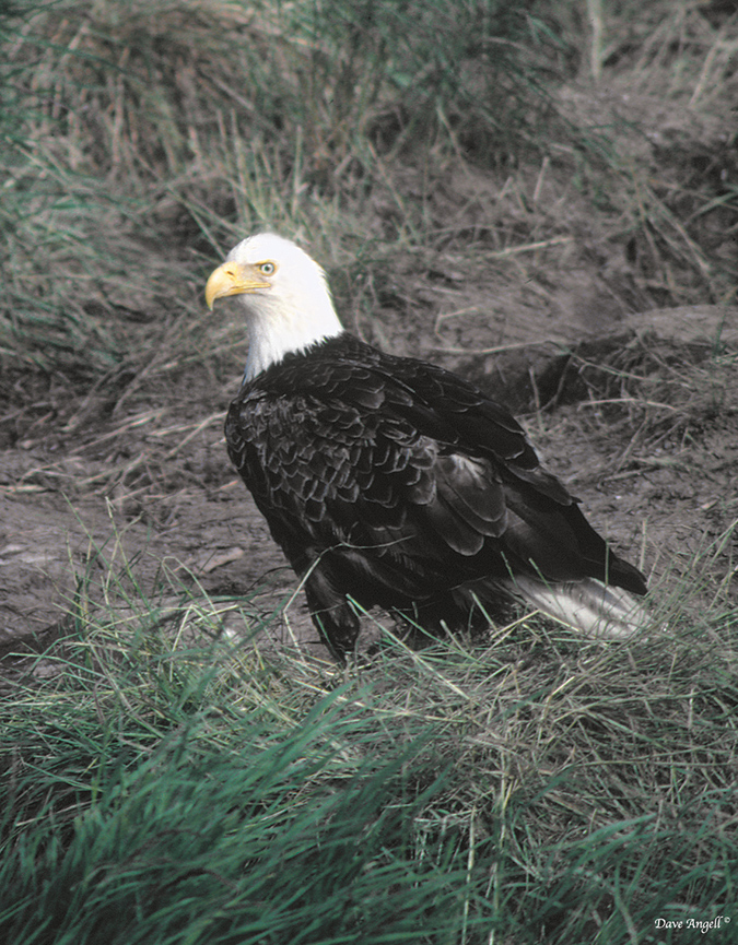 American Bald Eagle-Alaska