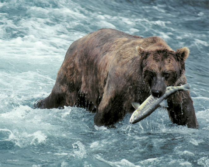 Alaskan Brown Bear and salmon