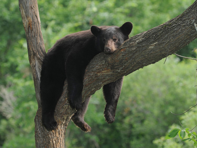 Hangin' Out Black Bear