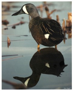Blue-winged Teal (Reflection)
