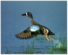 Blue winged Teal