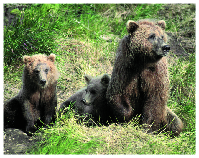 Brown Bear Sow & cubs