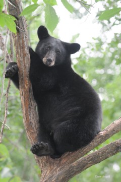 Black Bear in tree