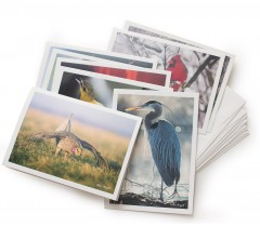 Gift-cards-birdassortment