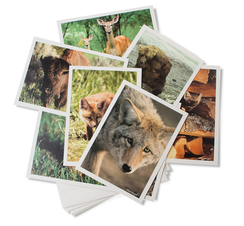 Gift-cards-mammals