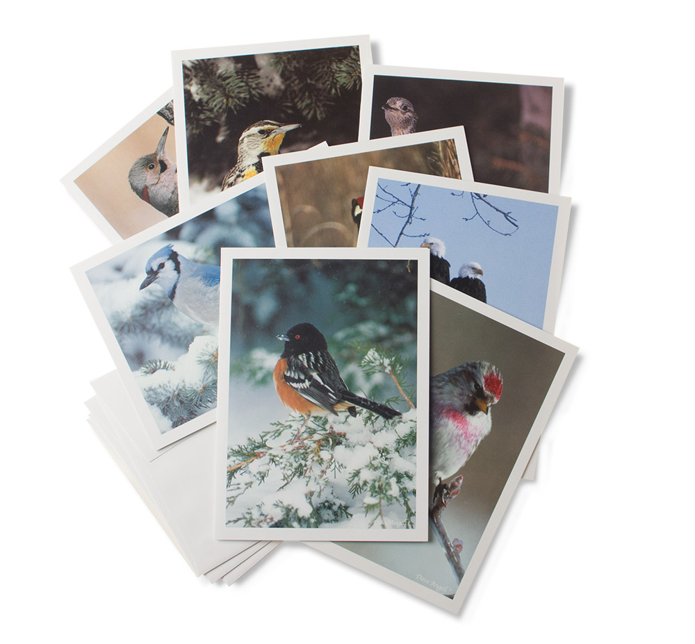 Gift-cards-winterbirds