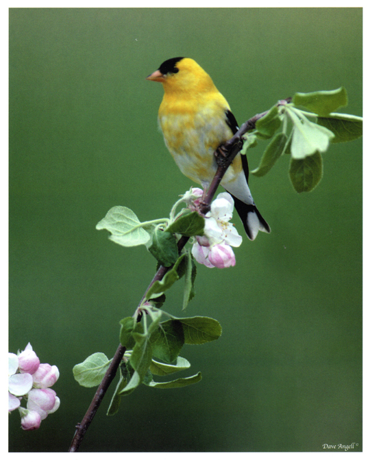 Goldfinch on apple blossom