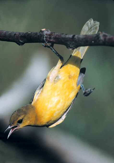 Hanging Oriole