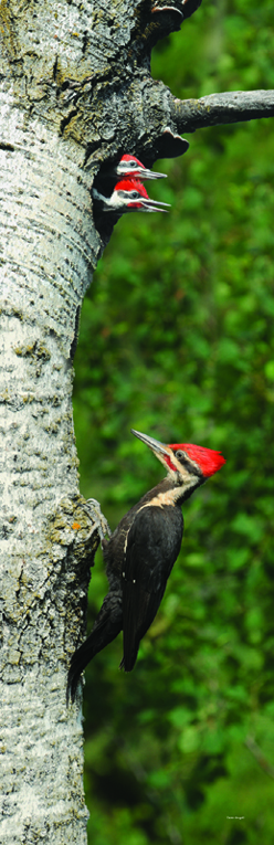 Pileated  Woodpecker and young