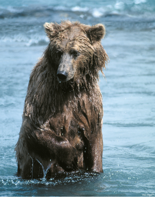 Wet Brown Bear