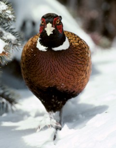 Ring-necked Pheasant in snow