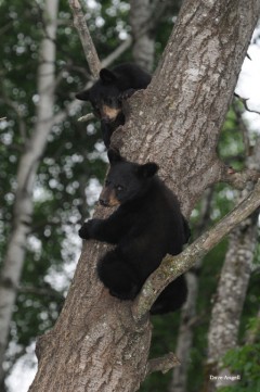bear cubs 675