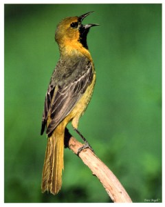 ist year Orchard oriole