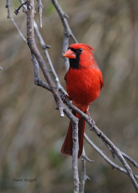 spring cardinal