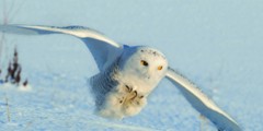 snowy owl honing in on a mouse with talons ready.