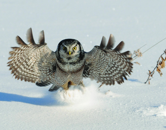 Hawk Owl - Having a hoot!