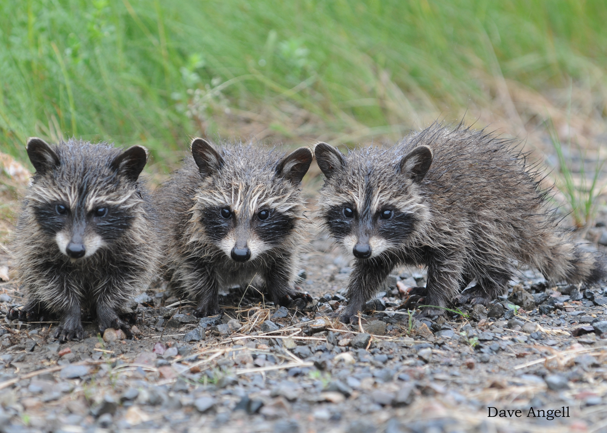 Raccoon triplets