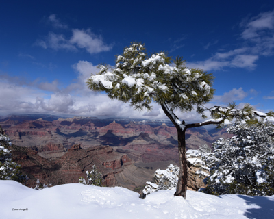 Grand Canyon for web site