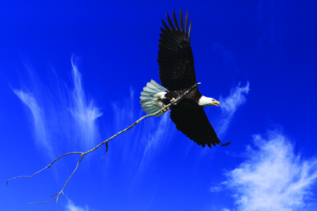 eagle with stick for web