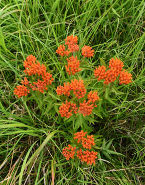 Butterfly Weed Cross for web site