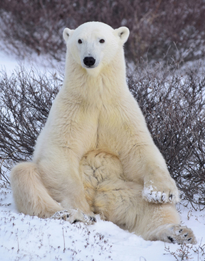 Polar Bear for web site